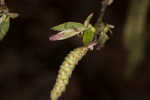 Eastern hophornbeam